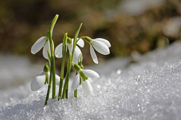 C'est mars, marquant l'arrivée officielle du printemps!